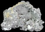 Crystal Filled Fossil Whelk - Rucks Pit, FL #69077-2